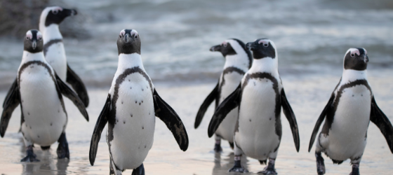 The penguin man
