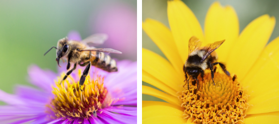 Deborah: A bee in peace. A wasp in war